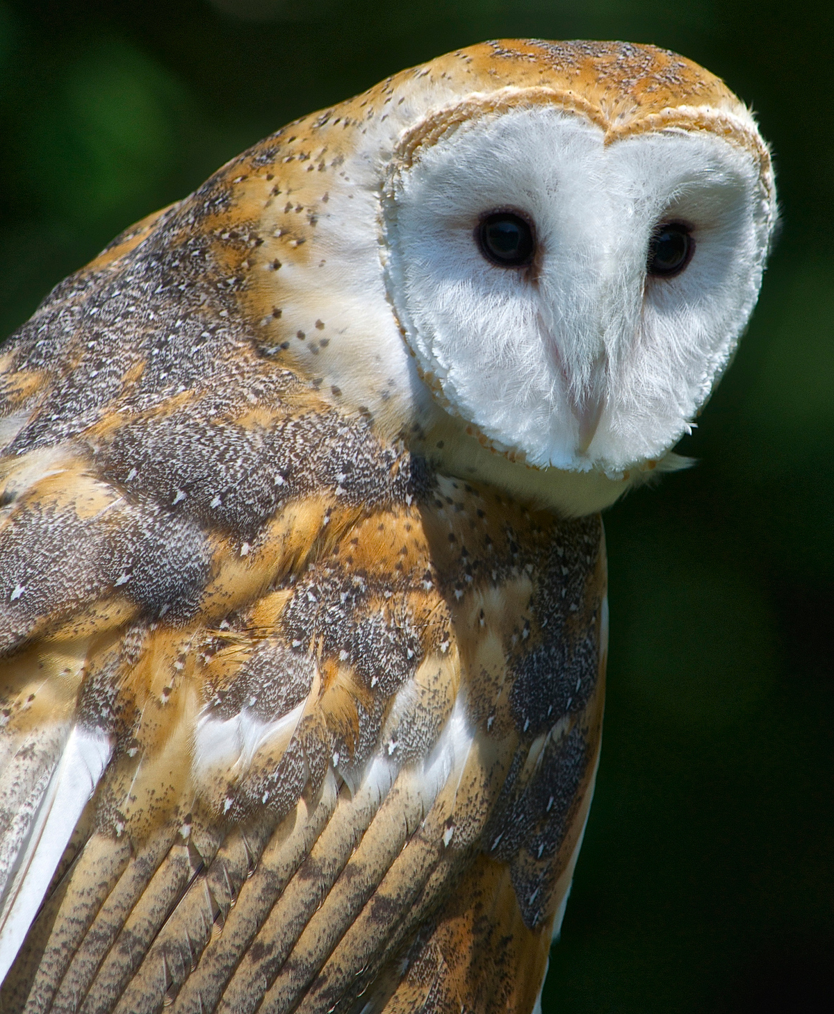 Common American barn owl